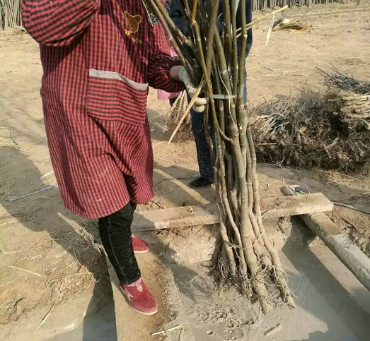 山西1公分核桃樹價格實惠