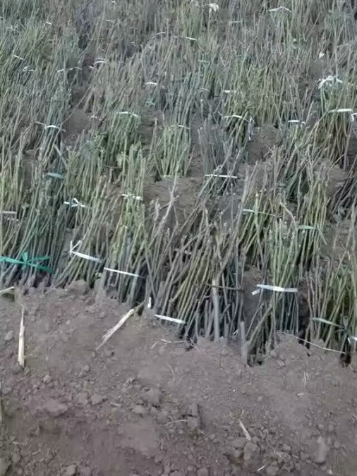 西藏5公分核桃樹品種