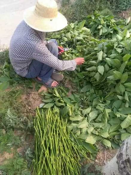 四川核桃樹(shù)廠(chǎng)家