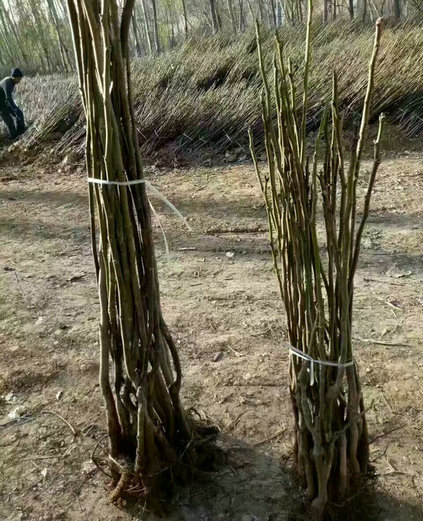 四川核桃樹(shù)廠(chǎng)家