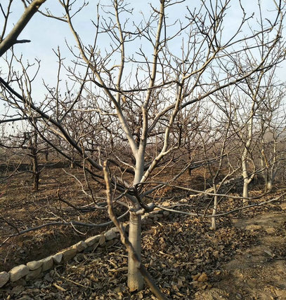 廣西5公分核桃樹(shù)品種