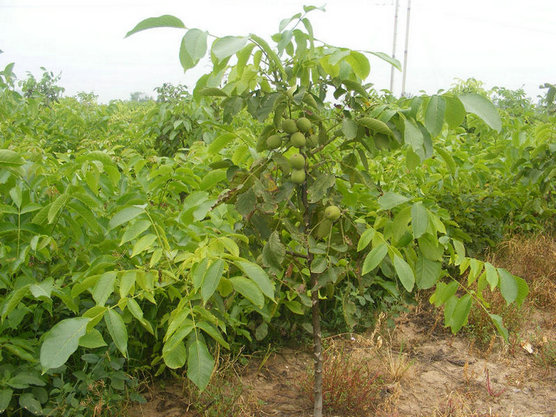 湖南10公分核桃樹出售
