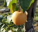 青海6cm梨树量大从优图片