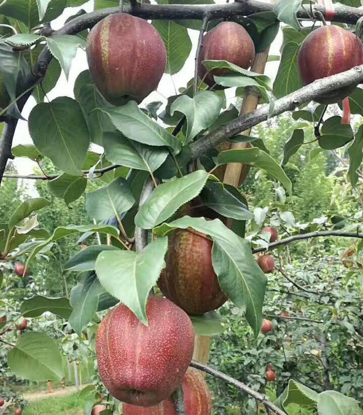 江西稀世红梨树苗种植技术