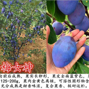 湖北李子樹(shù)苗批發(fā)種植基地