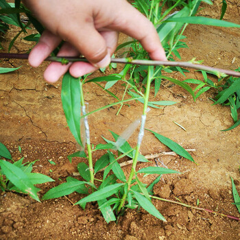 湖南桃型李子苗种植时间