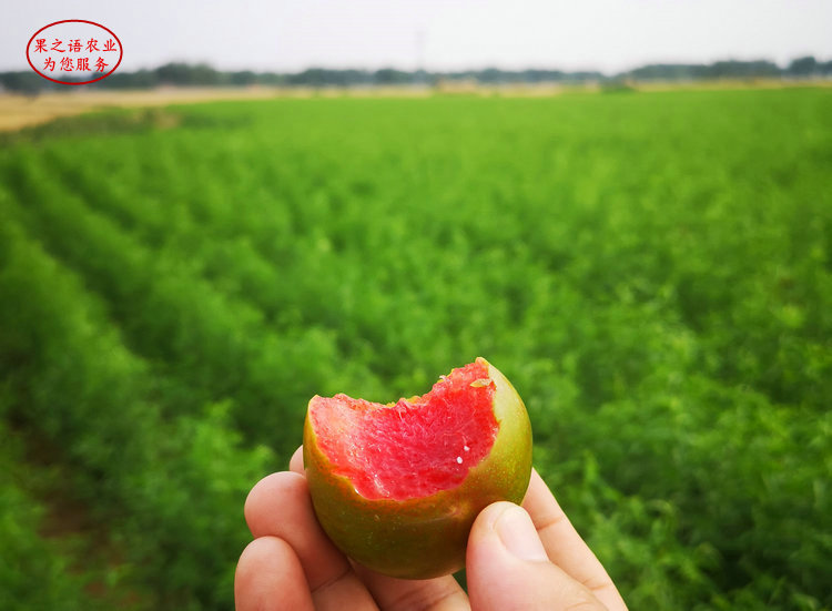 陕西李子苗种植基地