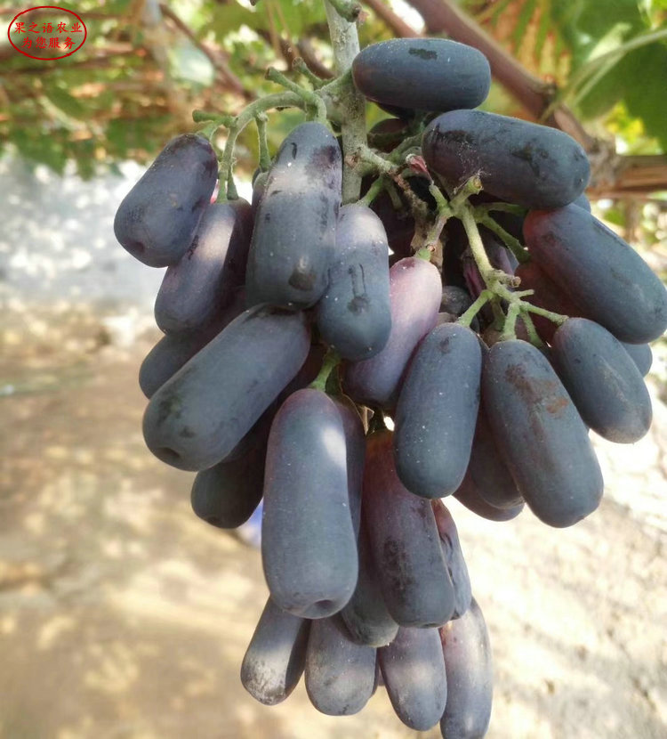 广西紫甜无核葡萄树苗种植时间