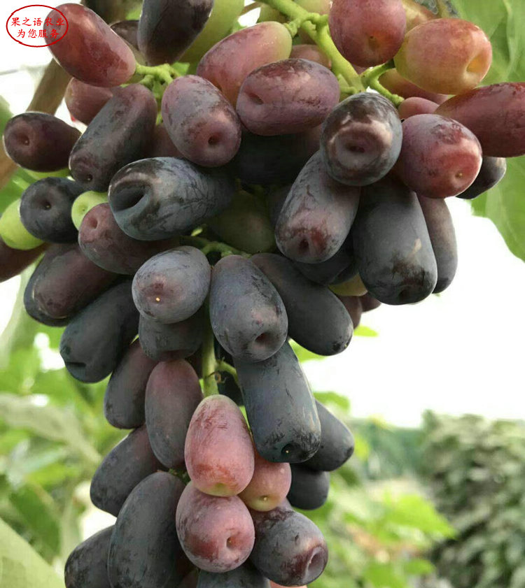 重庆红国王葡萄树苗成长特性