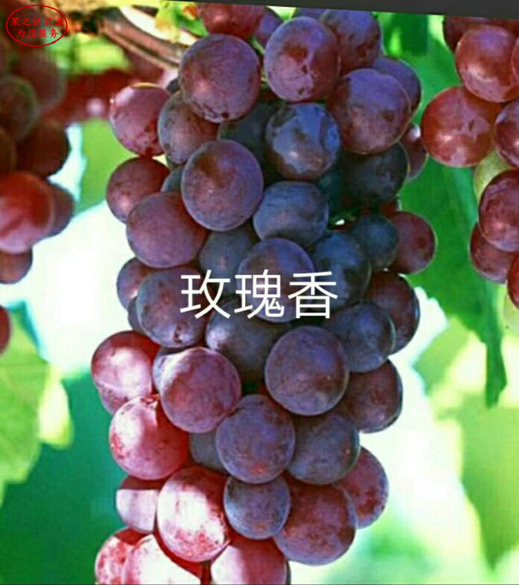 广东香悦葡萄苗种植技术
