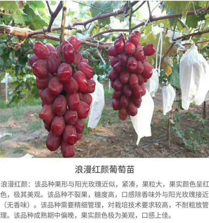 福建玫瑰香葡萄树苗定购热线