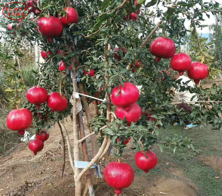 广西花石榴树品种