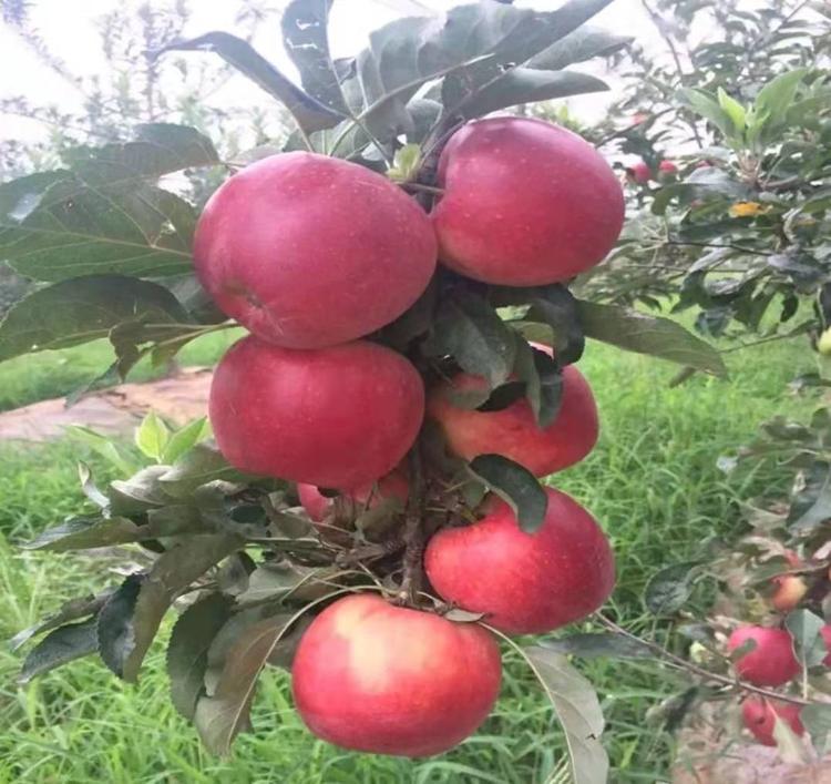首紅蘋(píng)果苗蟲(chóng)害防治、首紅蘋(píng)果苗主產(chǎn)區(qū)歡迎您