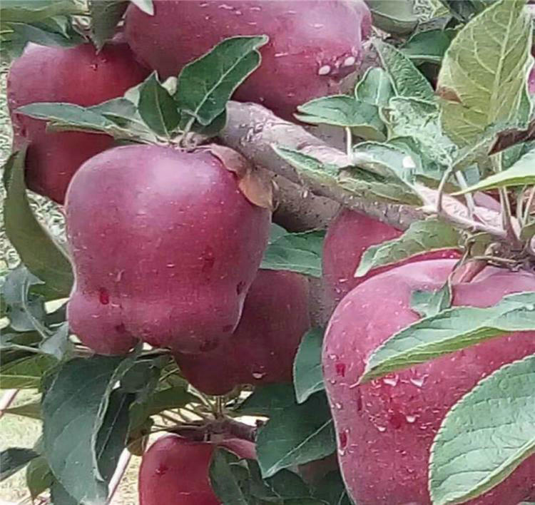 王林苹果苗优缺点对比、王林苹果苗种植技术