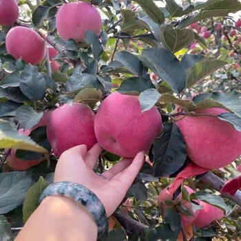 麦露西苹果树苗虫害防治、麦露西苹果树苗基地供应