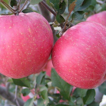 龙丰苹果苗增强授粉、龙丰苹果苗价格实惠