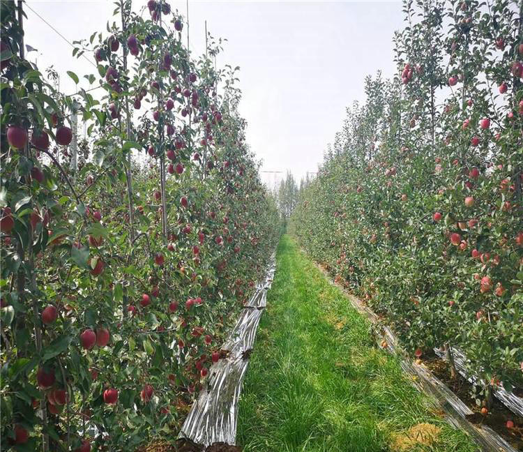 王林苹果苗优缺点对比、王林苹果苗种植技术