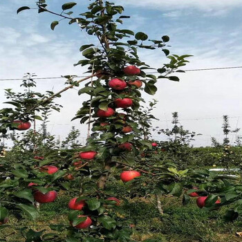 王林苹果苗优缺点对比、王林苹果苗种植技术