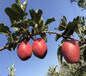 锦绣海棠苹果苗种植模式、锦绣海棠苹果苗量大从优