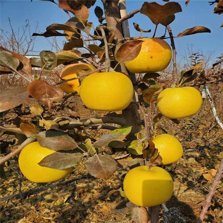 森林光辉苹果树苗增强授粉、森林光辉苹果树苗品种