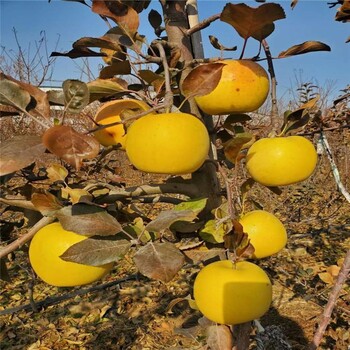 瑞香红苹果苗货源地在那、瑞香红苹果苗种植技术