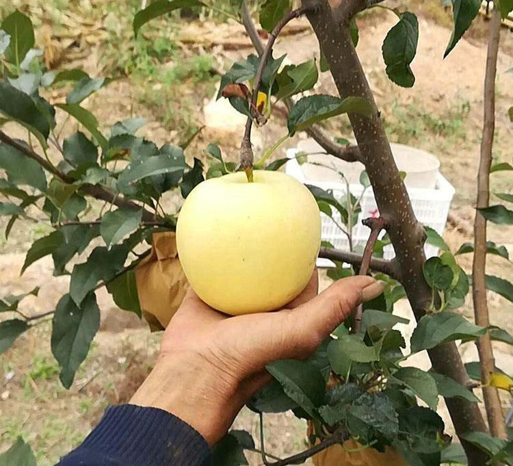 锦绣海棠苹果苗种植模式、锦绣海棠苹果苗