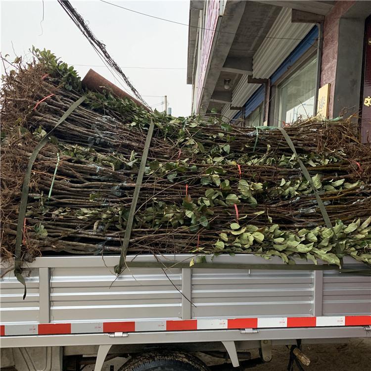 福艷蘋(píng)果苗剪枝方法、福艷蘋(píng)果苗采購(gòu)熱線