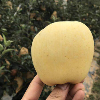錦繡海棠蘋果苗優(yōu)缺點(diǎn)對(duì)比、錦繡海棠蘋果苗圖片