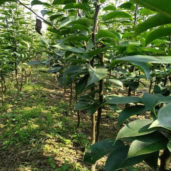 早紅考密斯梨樹(shù)品種、早紅考密斯梨樹(shù)病害防治