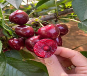 红蜜樱桃树苗种植时间