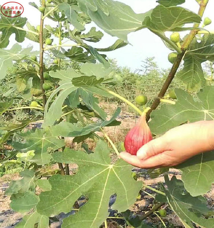 福建白蜜雙果無花果苗批發(fā) 、福建白蜜雙果無花果苗特點(diǎn)對(duì)比