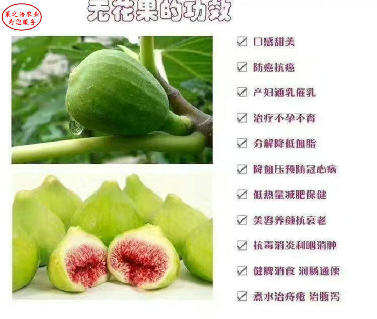 早黃無花果苗增強(qiáng)授粉、早黃無花果苗病害防治