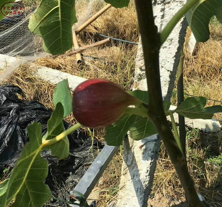 蓬莱柿无花果树苗批发 、蓬莱柿无花果树苗特点对比