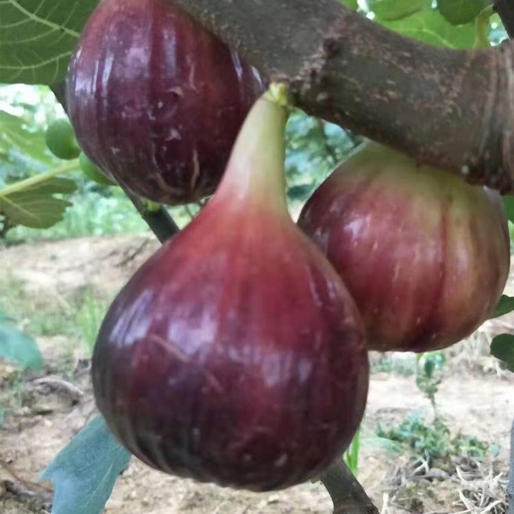 豐產(chǎn)黃無花果苗種植管理、豐產(chǎn)黃無花果苗增強授粉