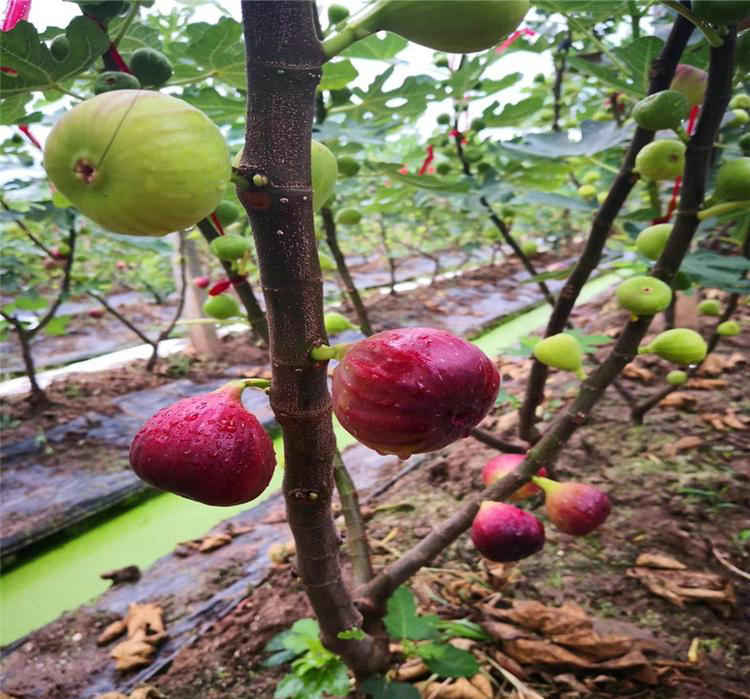 蓬萊柿無花果苗批發(fā) 、蓬萊柿無花果苗供應