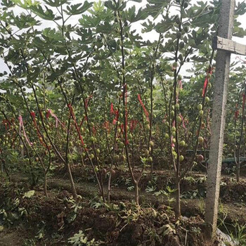 卡利亞那無花果苗增強授粉、卡利亞那無花果苗批發(fā)