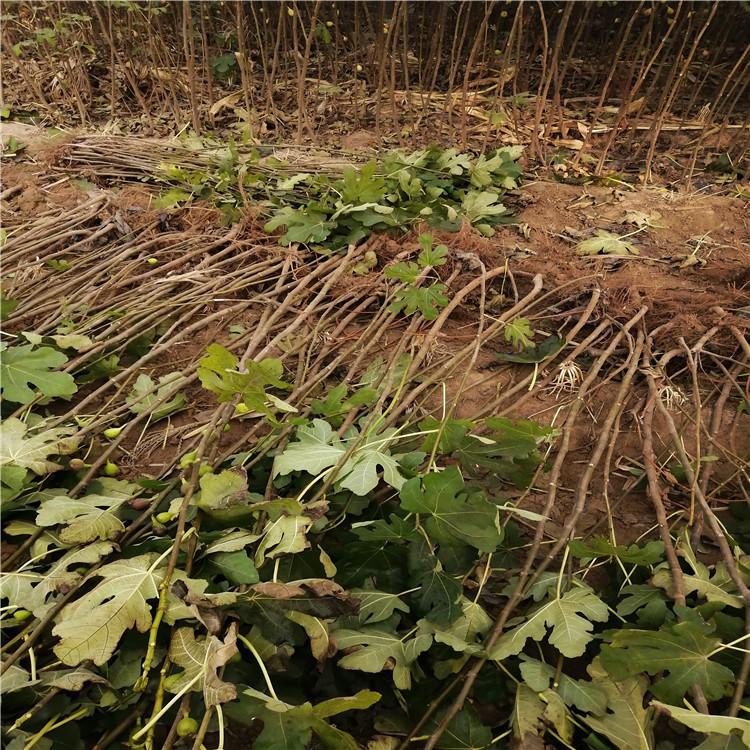 中國紫果無花果苗種植時間、中國紫果無花果苗供應(yīng)