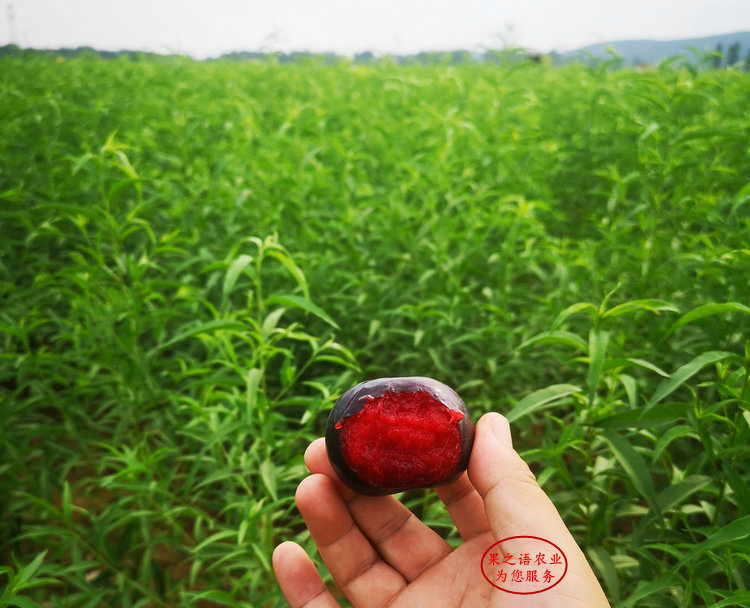 恐龍蛋李子苗種植技術(shù)