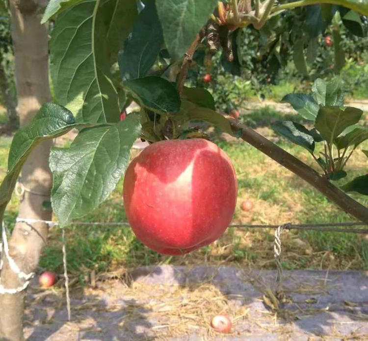 湖南蜜脆蘋果苗批發(fā)、蜜脆蘋果苗批發(fā)增強(qiáng)授粉