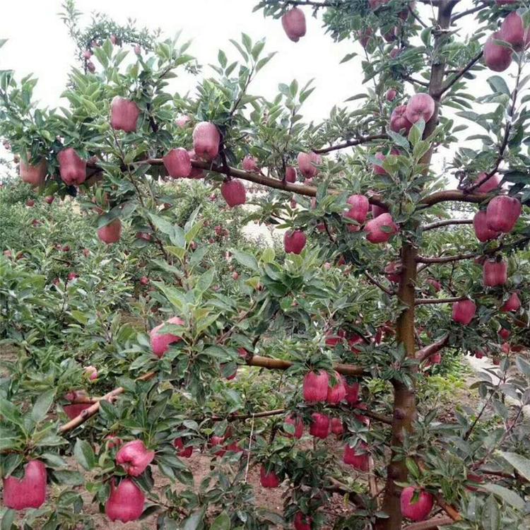 浙江3公分蜜脆蘋果苗、08蜜脆蘋果苗特點(diǎn)對(duì)比