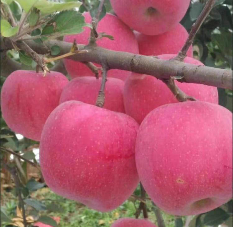 3公分蜜脆蘋果苗、3公分蜜脆蘋果苗優(yōu)缺點對比