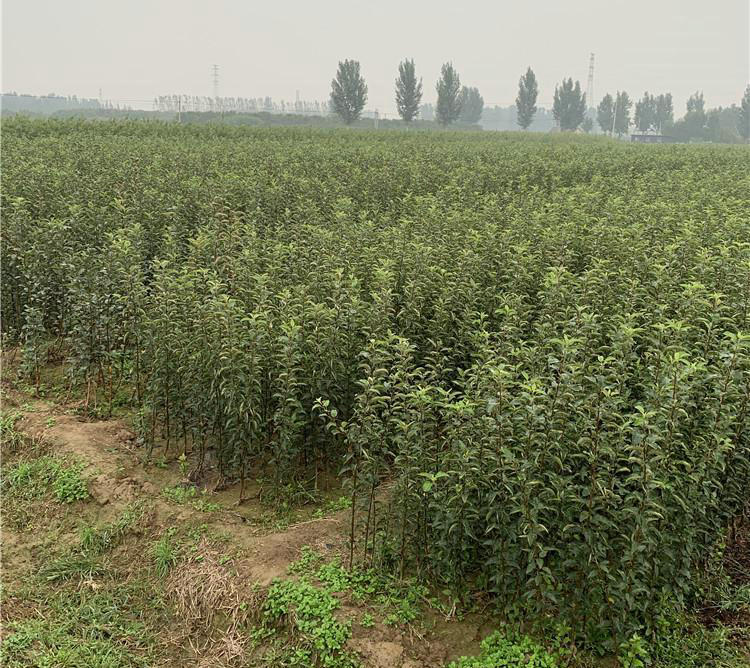 湖南蜜脆蘋果苗批發(fā)、蜜脆蘋果苗批發(fā)增強(qiáng)授粉