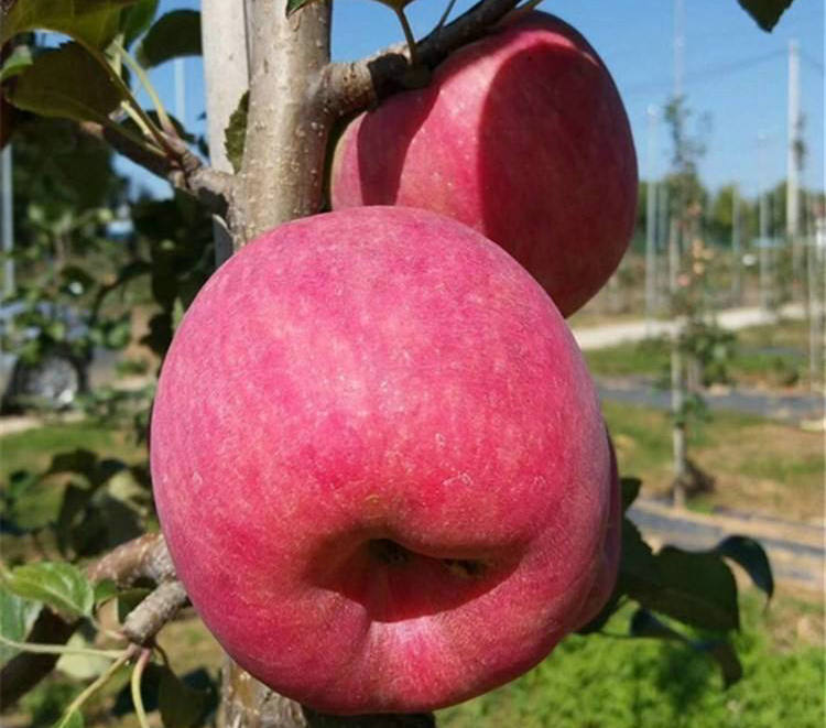 湖南蜜脆蘋果苗批發(fā)、蜜脆蘋果苗批發(fā)增強(qiáng)授粉
