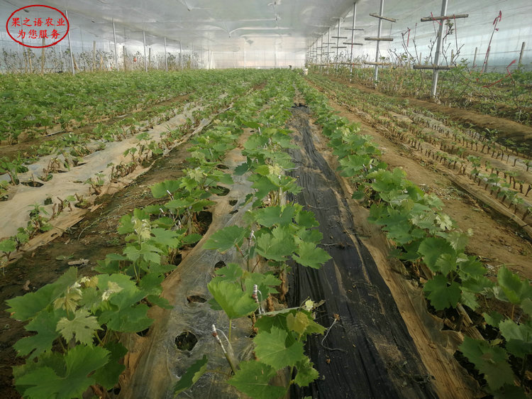 黃蜜葡萄樹苗批發(fā)、黃蜜葡萄樹苗品種