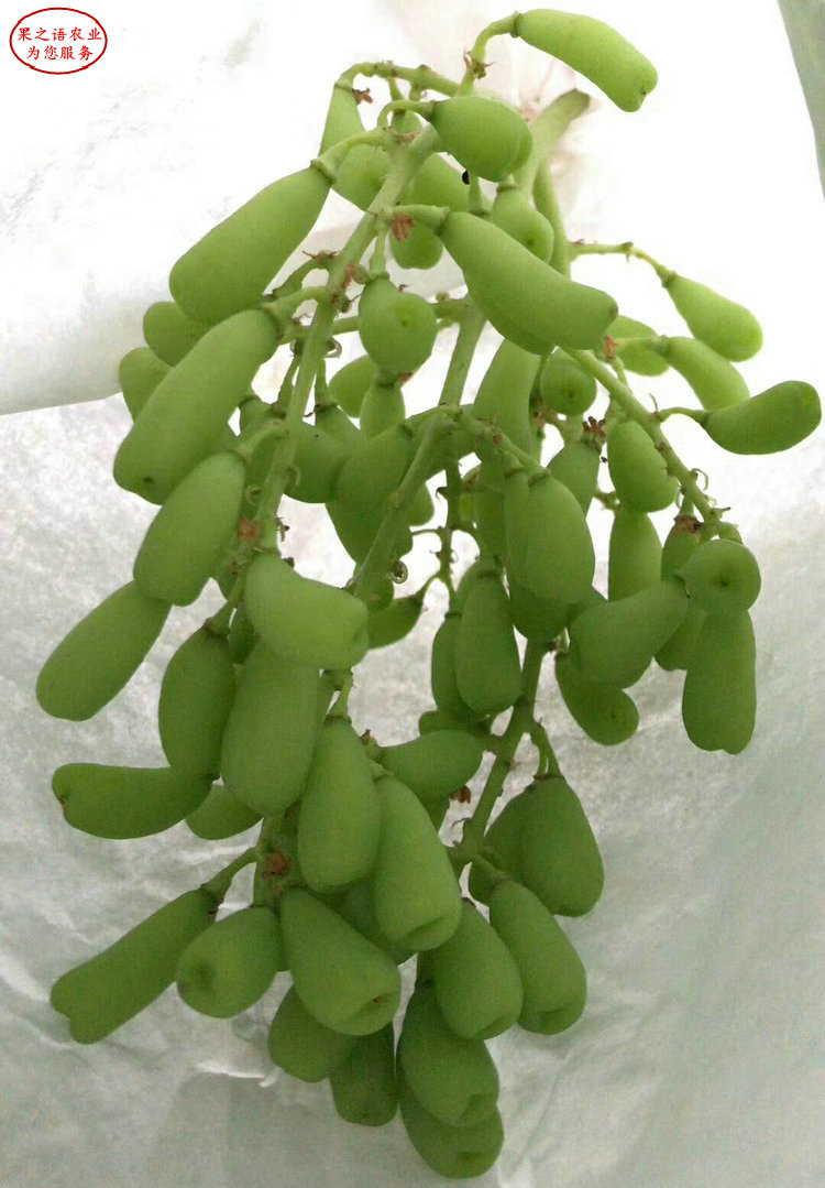 紅國王葡萄苗價(jià)格、紅國王葡萄苗廠家