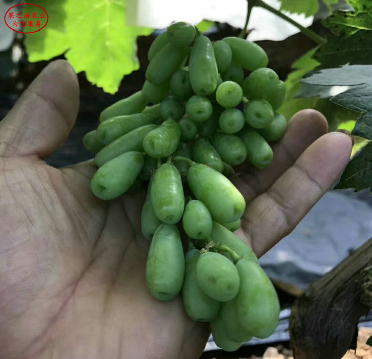 黃蜜葡萄樹苗批發(fā)、黃蜜葡萄樹苗品種