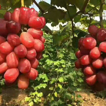 黄蜜葡萄树苗种植技术、黄蜜葡萄树苗优缺点对比