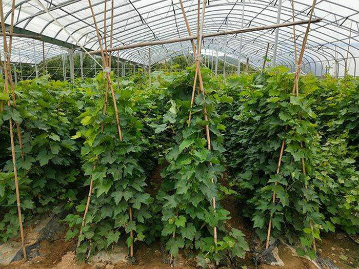 維多利亞葡萄苗供應(yīng)、維多利亞葡萄苗定購熱線