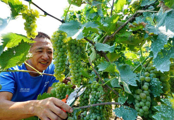 赤霞珠葡萄樹苗特點對比