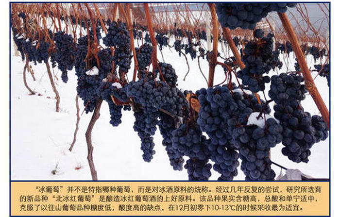 品麗珠葡萄苗優(yōu)缺點(diǎn)對(duì)比